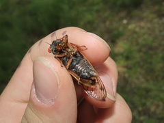 Magicicada septendecula
