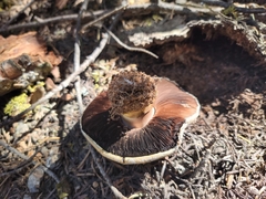 Agaricus moronii