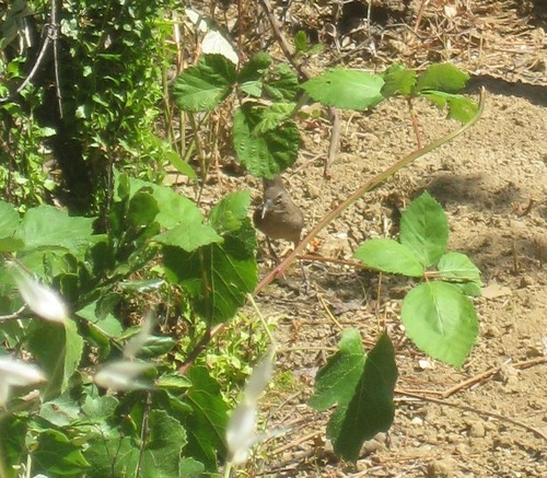 Toxostoma redivivum