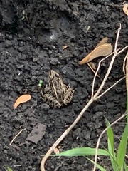 Lithobates pipiens