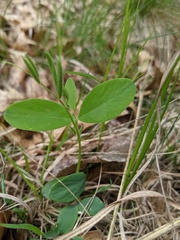 Lathyrus venosus