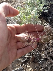 Micropuntia pulchella
