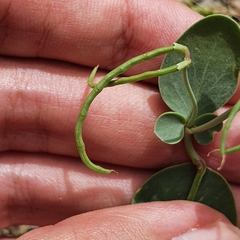 Coronilla scorpioides image