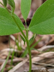 Lathyrus venosus