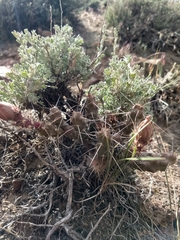 Micropuntia pulchella