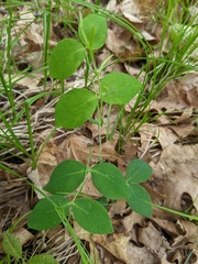 Lathyrus venosus