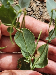 Coronilla scorpioides image