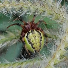 Araneus guttatus