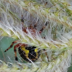 Araneus guttatus