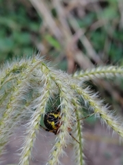 Araneus guttatus