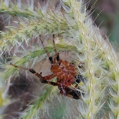 Araneus guttatus