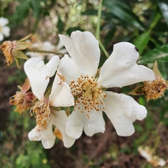 Rosa sempervirens image