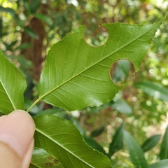 Rosa sempervirens image