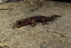Chilean Marked Gecko photo 2