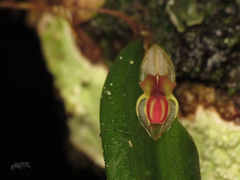 Lepanthes mucronata