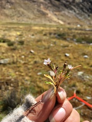 Gentianella briquetiana