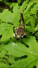 Petasites frigidus palmatus