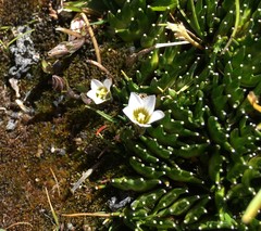 Gentianella briquetiana