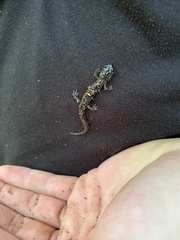 Plethodon glutinosus