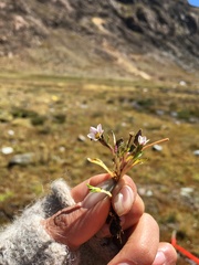 Gentianella briquetiana