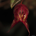 Lepanthes felis - Photo (c) Julian Alzate, some rights reserved (CC BY-NC), uploaded by Julian Alzate
