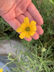Cosmos sulphureus