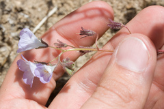 Phacelia douglasii