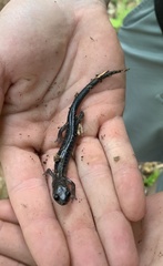Plethodon montanus