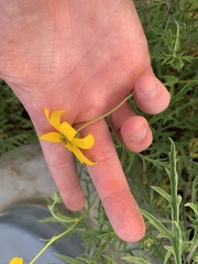 Cosmos sulphureus