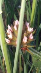 Trifolium striatum