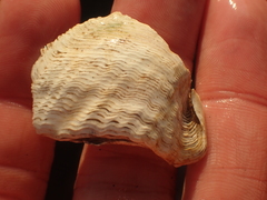 Zirfaea crispata