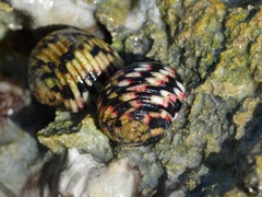 Nerita tessellata