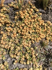 Paronychia andina