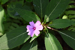 Impatiens platypetala