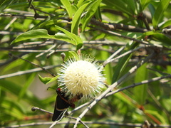 Mysoria affinis