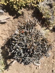 Ephedra rupestris