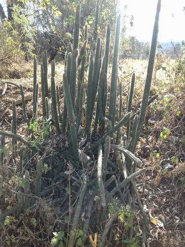 Peniocereus serpentinus