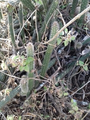 Nyctocereus serpentinus