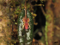 Lepanthes mucronata