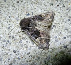 Euplexia benesimilis