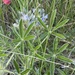 Pediomelum esculentum - Photo (c) markwetmore, osa oikeuksista pidätetään (CC BY-NC)