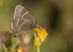 Atlides thargelia