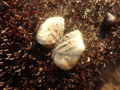 Zirfaea crispata