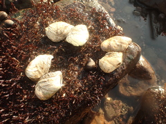 Zirfaea crispata