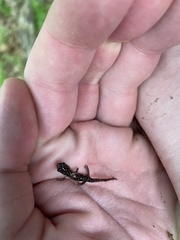 Plethodon glutinosus