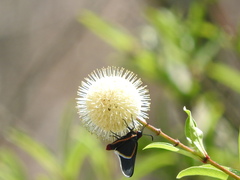 Mysoria affinis