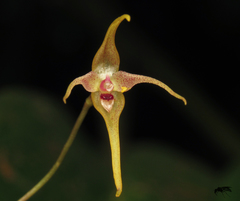 Pleurothallis dunstervillei