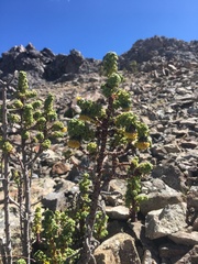 Werneria staffordiae