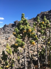 Werneria staffordiae