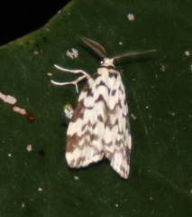 Goniosema anguliscripta